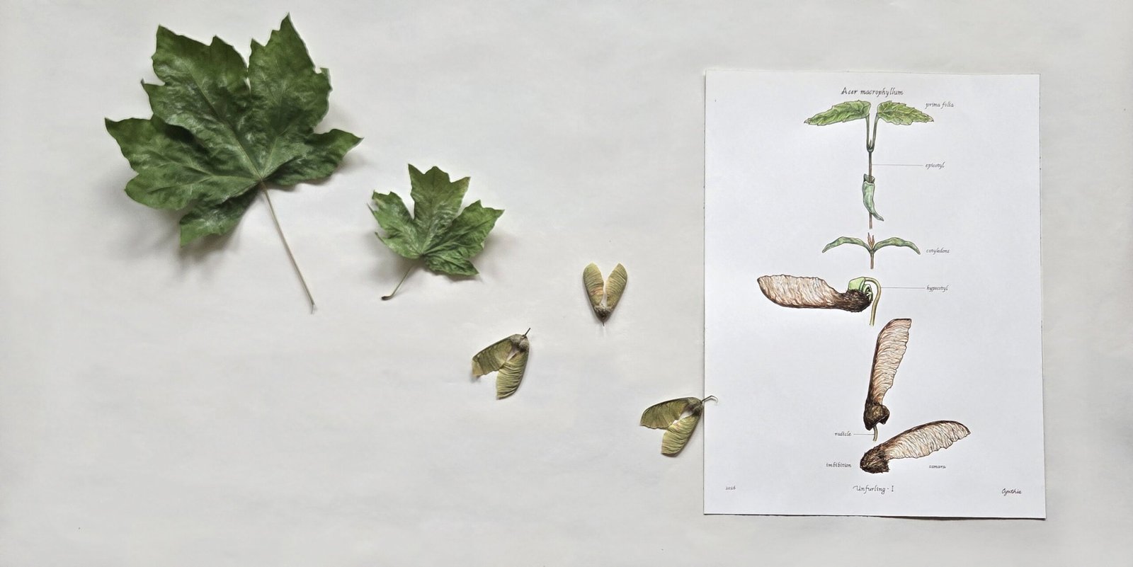 Bigleaf maple seed to sprout botanical illustration in sepia ink and watercolour, with real maple leaves and winged samaras scattered diagonally toward the framed painting